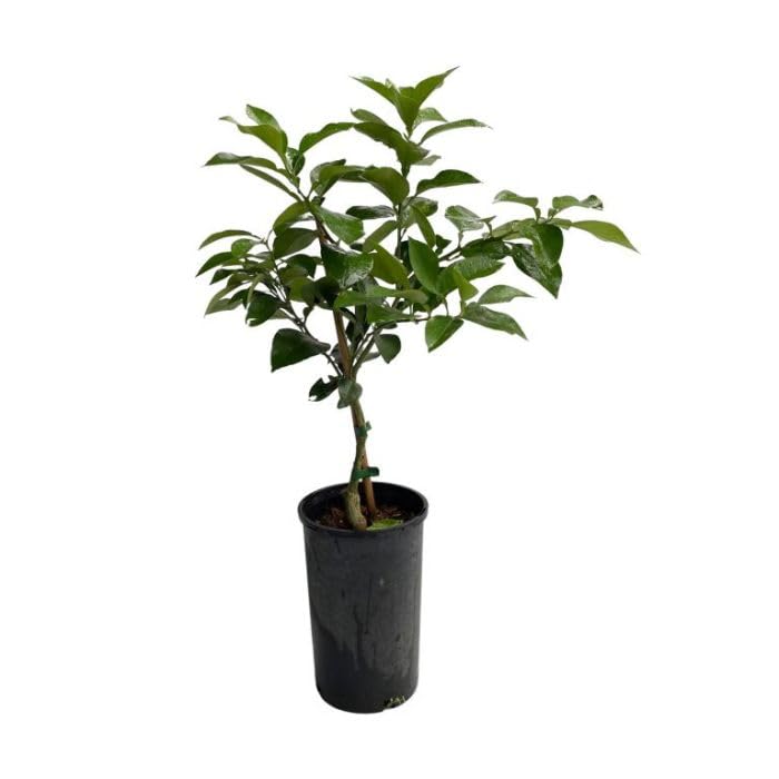 Natural Grapefruit Tree - Premium Grapefruit