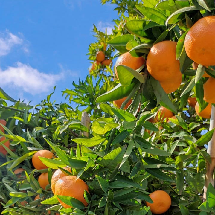 Tangerinas