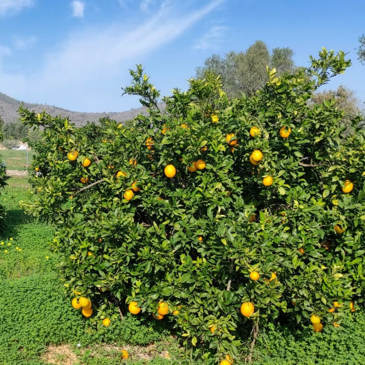 suco de laranja