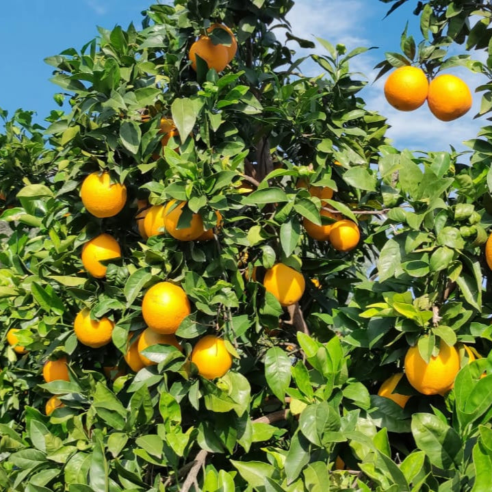 laranjas de mesa