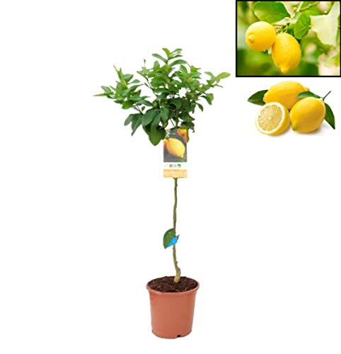 Pack Limonero - Naranjo - Pomelo - Mandarino Planta Natural - (Altura 110 Cm) Maceta 22 cm (Limonero)