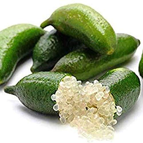 Frutal Caviar citrico - Microcitrus Australasica En Maceta