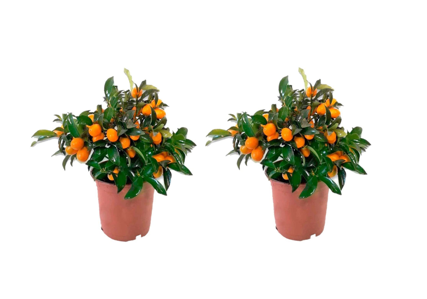 Calamondin- Naranjo enano Chino de 55 cm de Altura - Kumkuat Planta Natural (Citrus Fortunella) - (Altura 55 Cm aprox) (pack 2 de 35 cm)