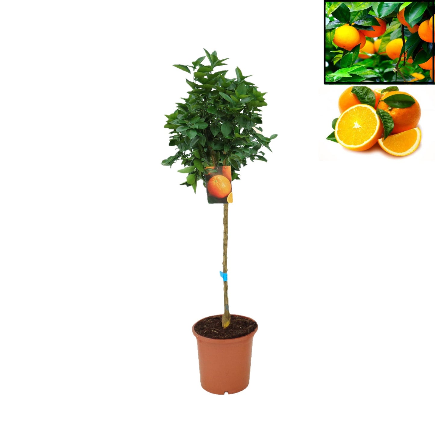 Pack Limonero - Naranjo - Pomelo - Mandarino Planta Natural - (Altura 110 Cm) Maceta 22 cm (Naranjo)