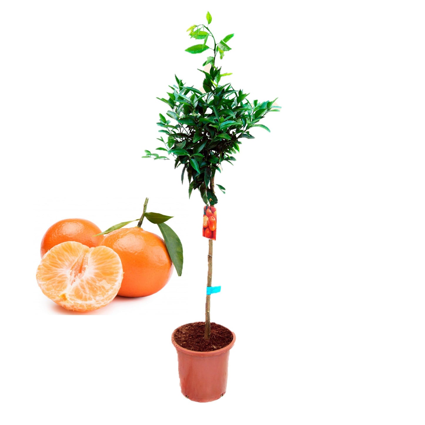 Pack Limonero - Naranjo - Pomelo - Mandarino Planta Natural - (Altura 110 Cm) Maceta 22 cm (Mandarino)