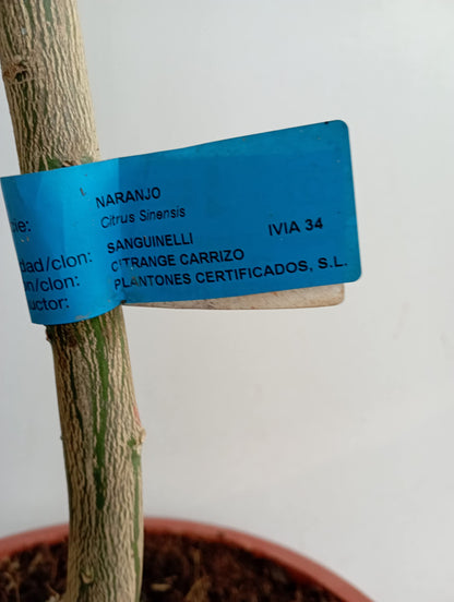 Laranjeira sanguinelli/Sangue de touro em vaso de 25cm de altura aproximada 1,30m de Viveros la Berrocosa