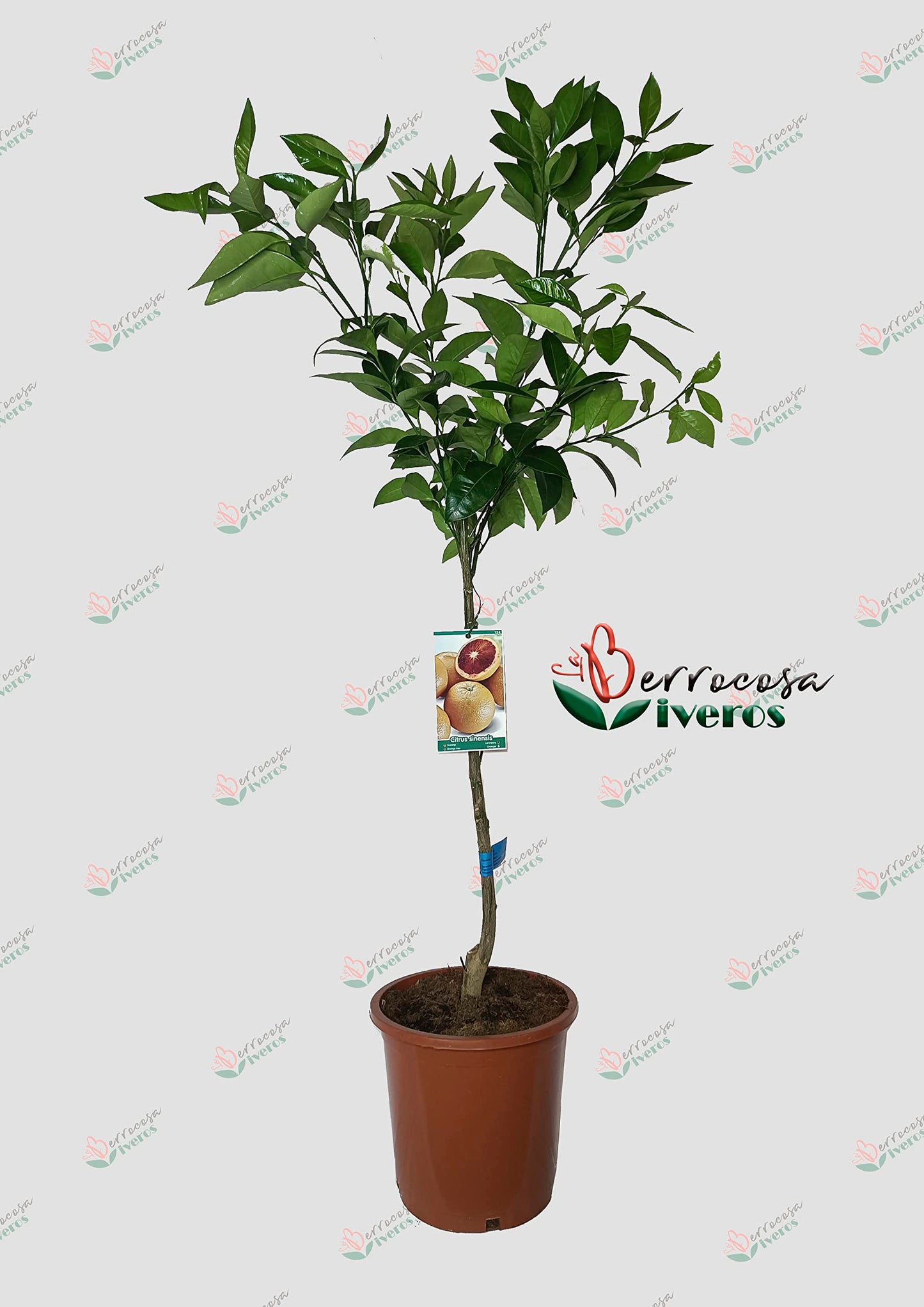 Laranjeira sanguinelli/Sangue de touro em vaso de 25cm de altura aproximada 1,30m de Viveros la Berrocosa