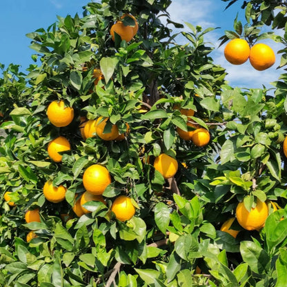 Naranjas de Mesa